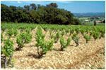 Domaine Usseglio Chateauneuf du Pape